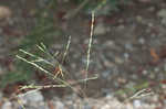 Fall panicgrass